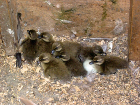 2006ducklings.jpg